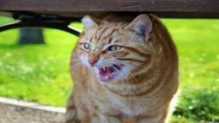 1 Hour of Angry Cat Sound – Scary
