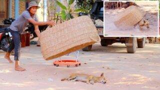 [ Best Prank Dog] Huge Handmade Basket Vs Prank Sleep Dog – Funny Video