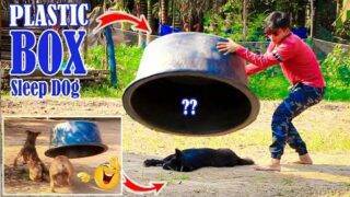 [Best Prank Dog] Huge Plastic Box prank vs Sleeping Dog Very Funny