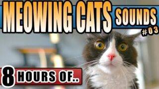 CAT SOUNDS TO ANNOY DOGS, CAT SOUNDS TO SCARE MICE OR TO ATTRACT CATS, 8 HOURS OF CATS MEOWING