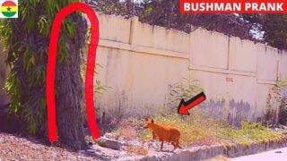 😂😂😂DOG ALMOST PISSED ON BUSHMAN! Bushman & Goldman Statue Prank! Hilarious Reactions! #68