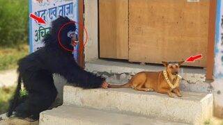 Fake Small Gorilla vs Dog Prank Funniest Dogs Scared TRY TO NOT LAUGH Raipuriya Pranker