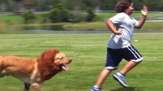 LION PRANK!!!