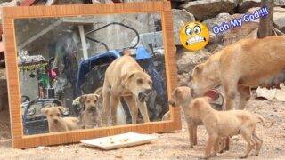 Mirror Prank For Dog Hilarious Reaction Mirror Prank Try not to Laugh  So Funny Prank Video 2021