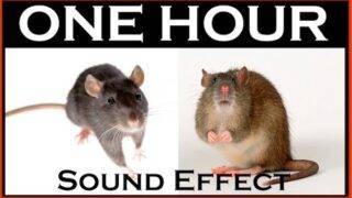 Sound Effects Of Mouse | ONE HOUR | HQ
