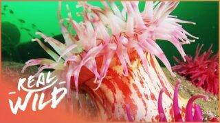 The Aliens In Our Coral Reefs (Ocean Documentary) | Real Wild