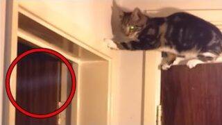 Top 15 Scary Ghost Sightings By Pets Caught on Tape