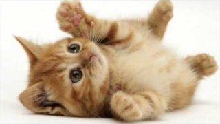 Various Cat sounds Guaranteed to Make Your Cat go Crazy! 2 Hours!