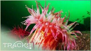 World's Most Alien Coral Reefs (Full Documentary) | TRACKS